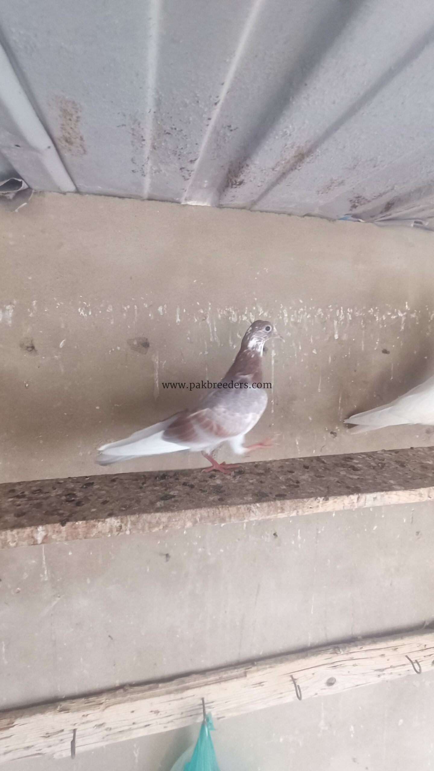 Pigeons kabooter
