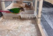 Pineapple kannur beautiful parrot