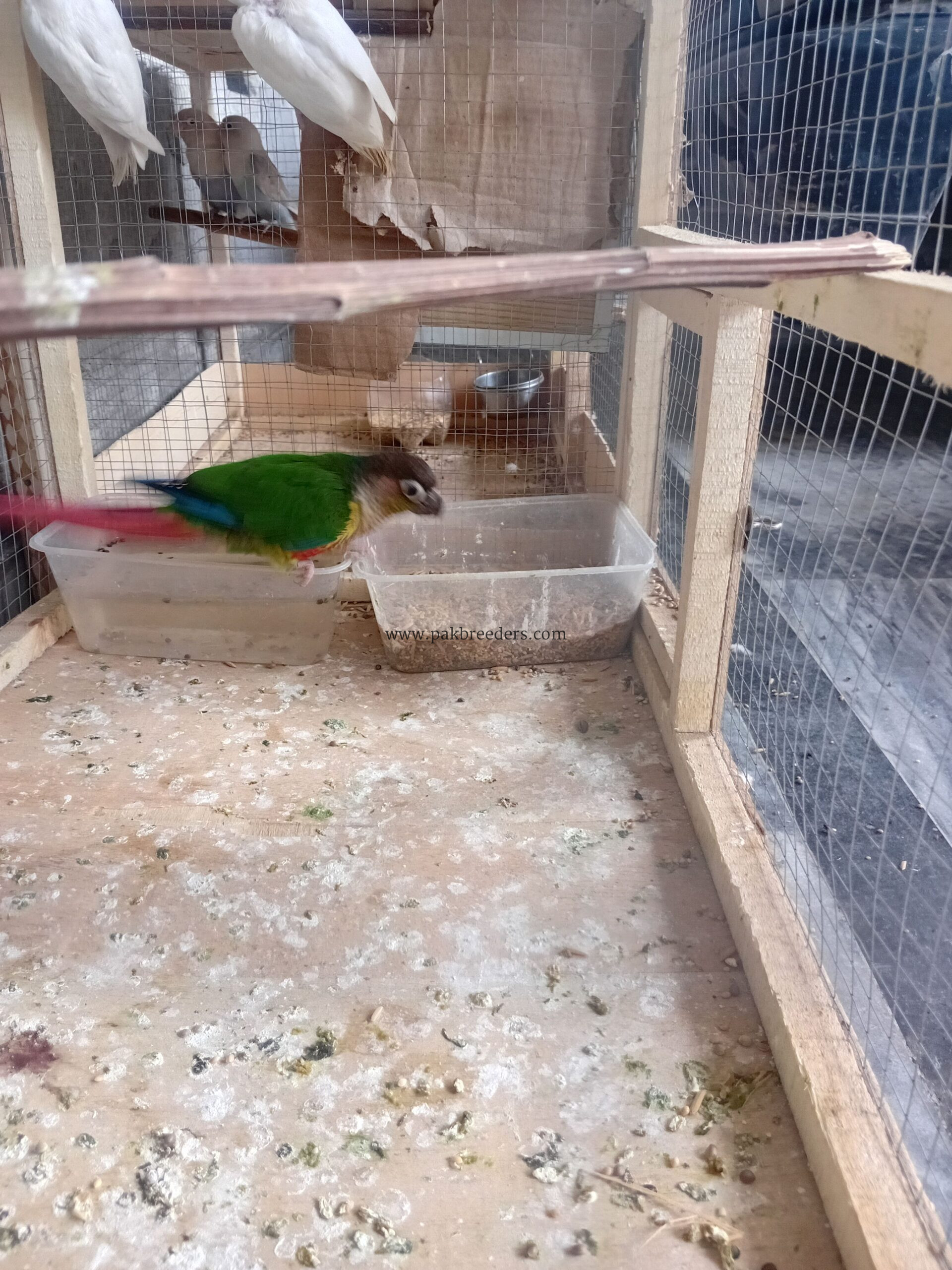 Pineapple kannur beautiful parrot