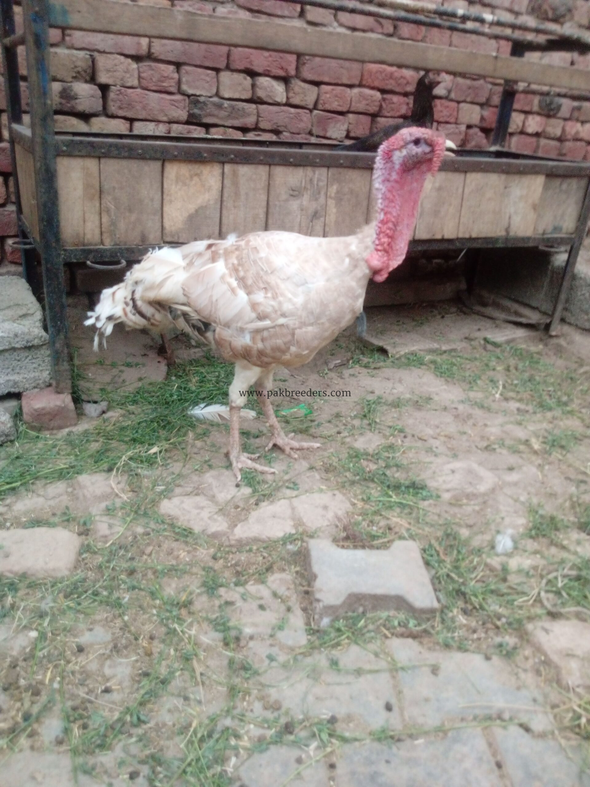 Peacock and truky for sale