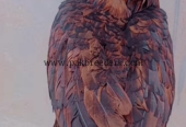 Aseel hen for sale
