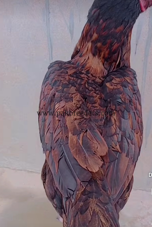 Aseel hen for sale