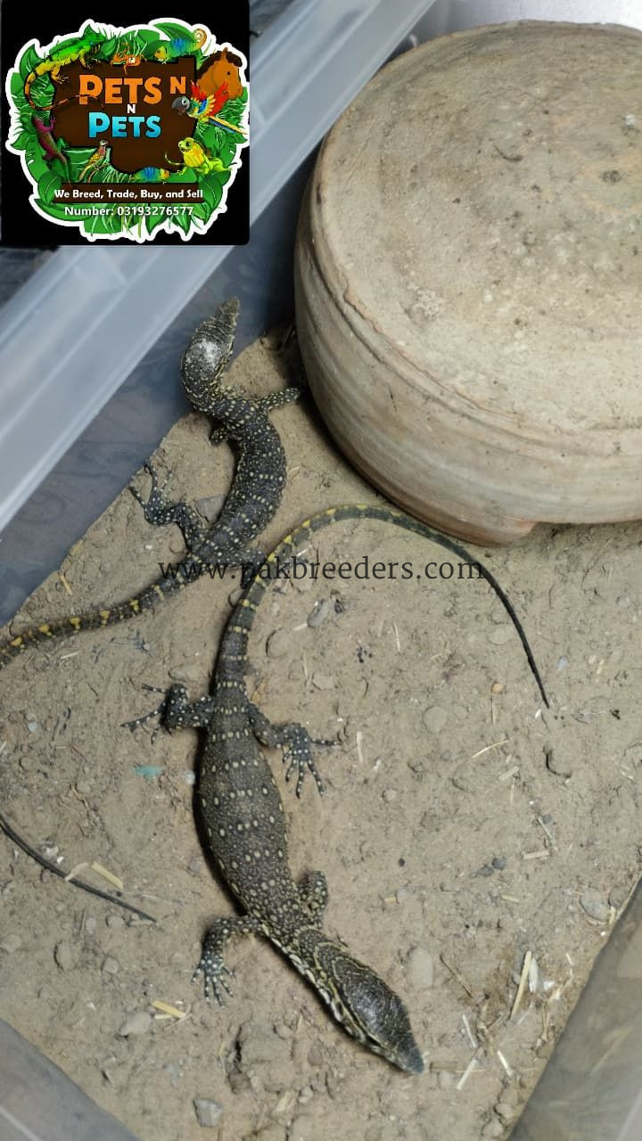 Nile Monitor Lizard