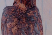 Aseel hen for sale