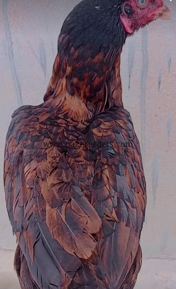 Aseel hen for sale