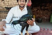 High quality aseel birds for sale