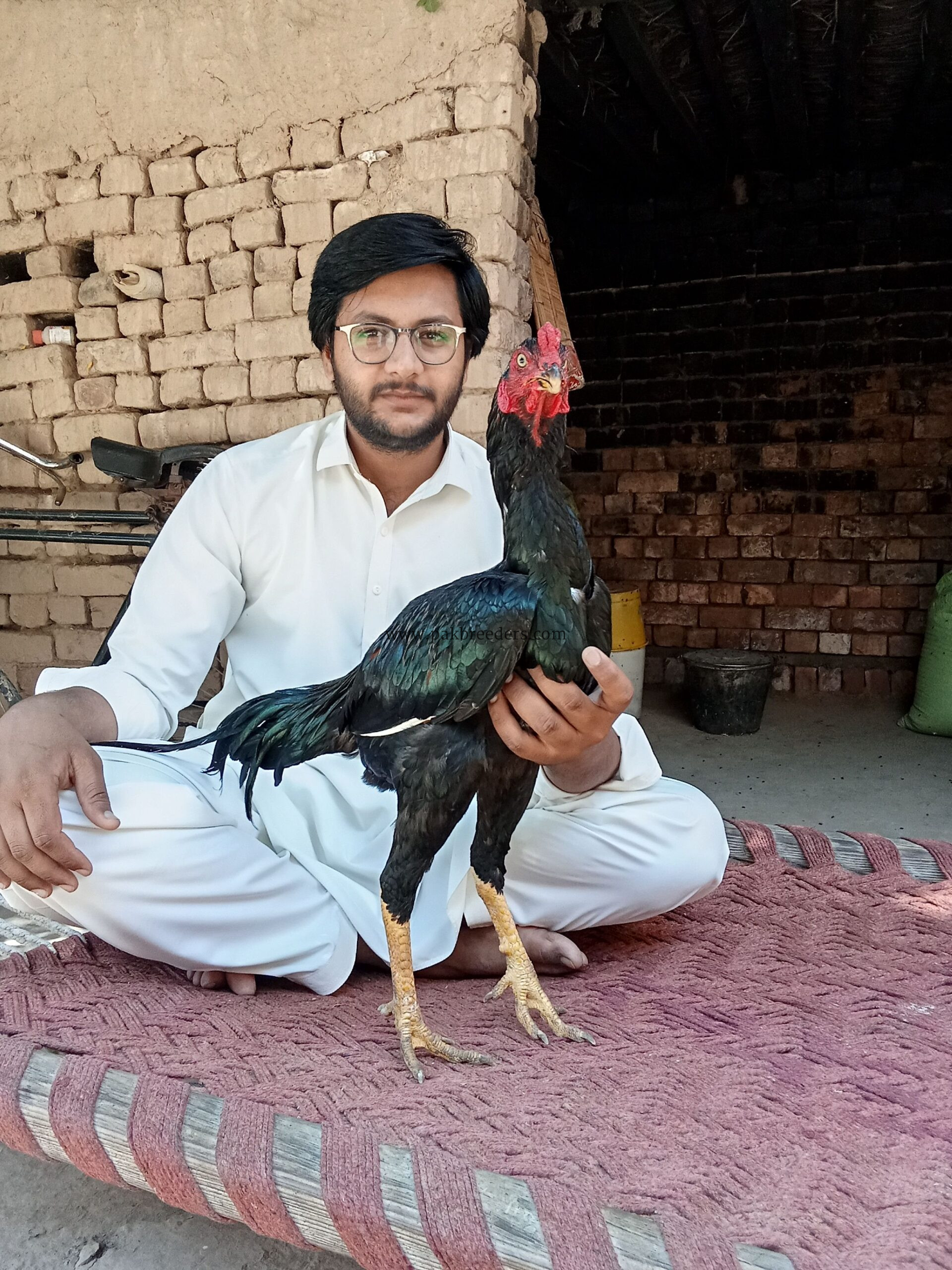 High quality aseel birds for sale