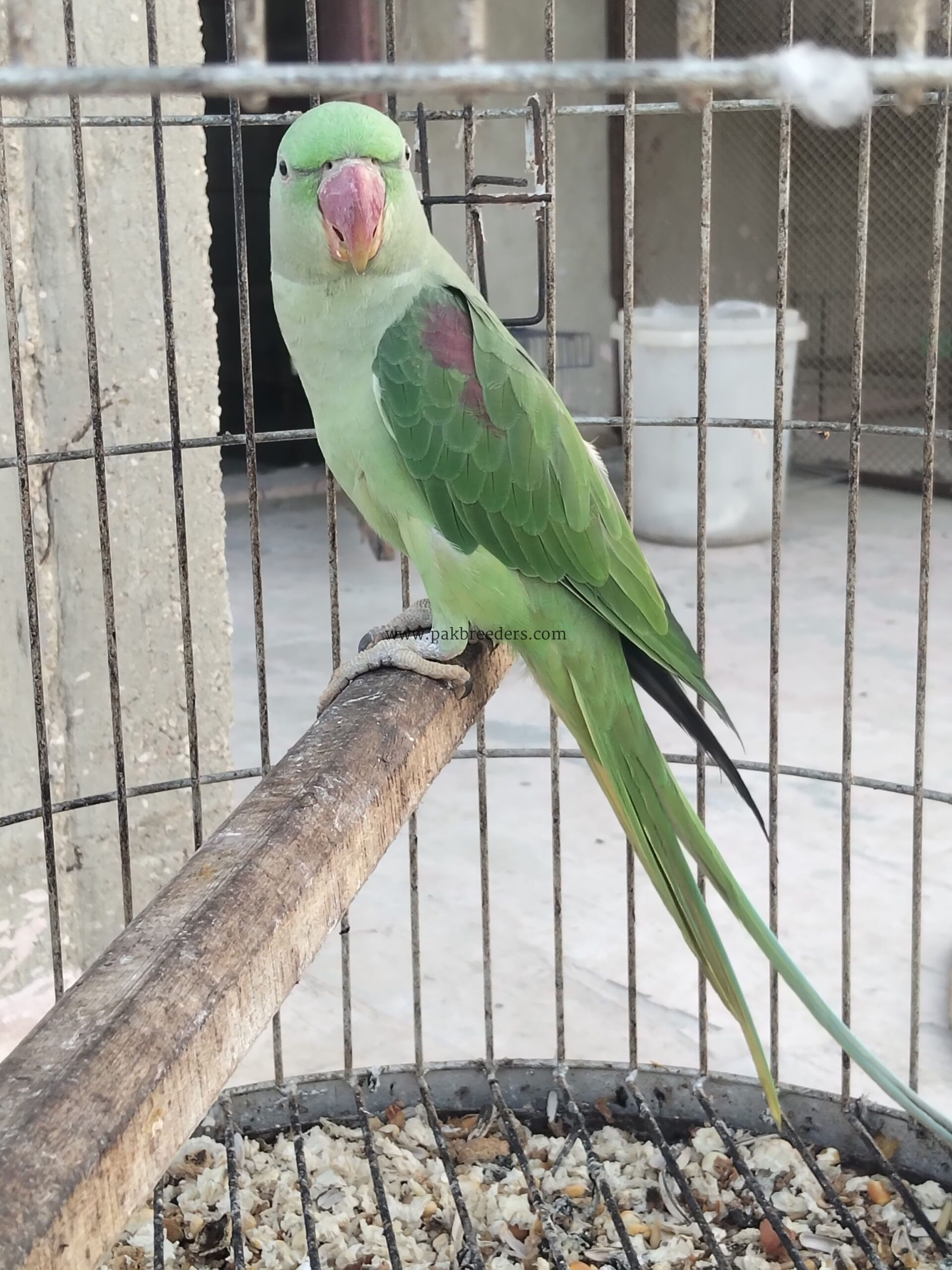 Alexendrine female availabe
