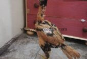 Pokoya fighter aseel bloodline