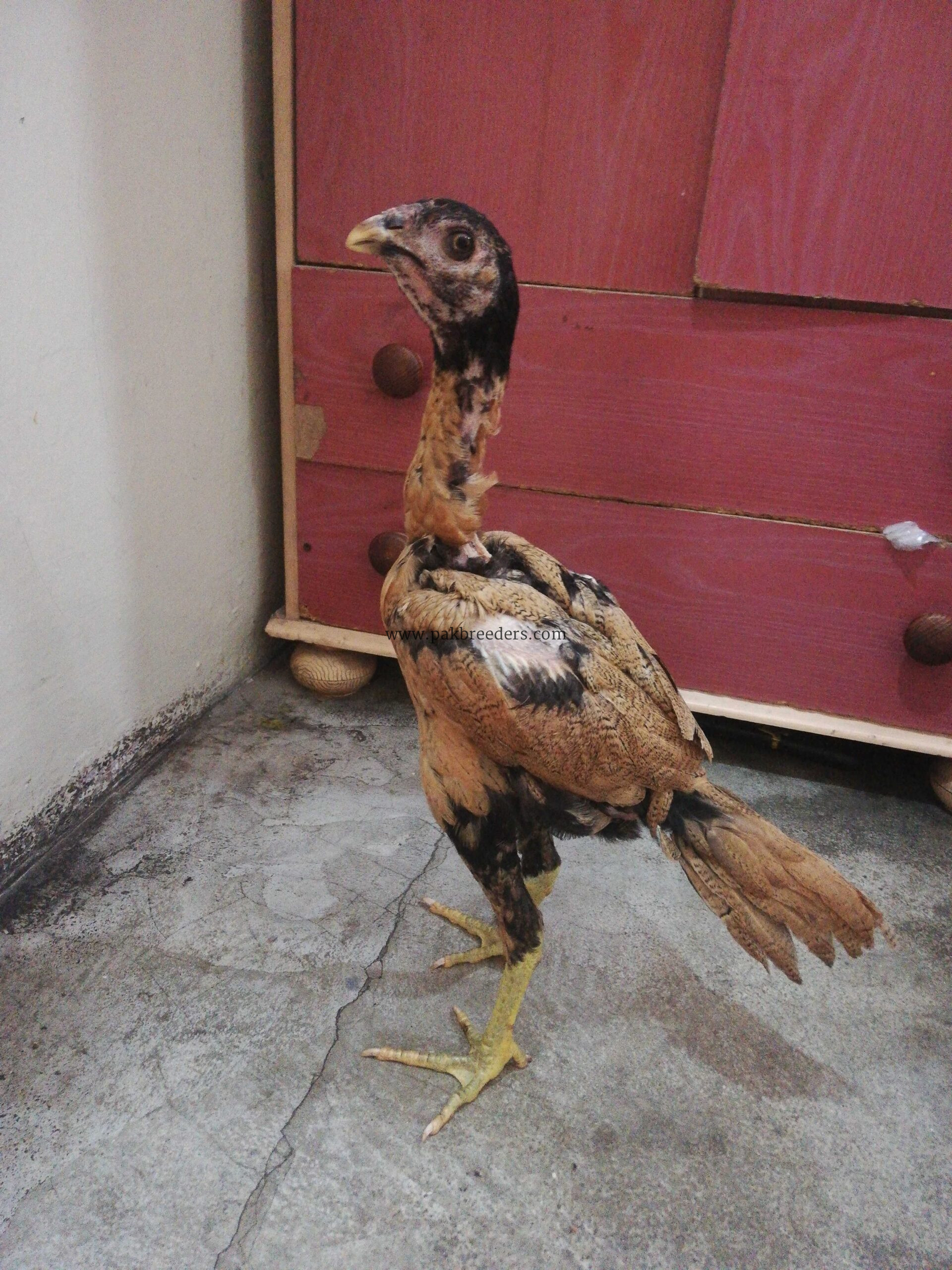 Pokoya fighter aseel bloodline