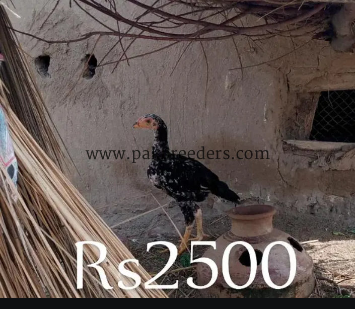 Asal aseel ha gramy ha