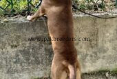 American pitbull