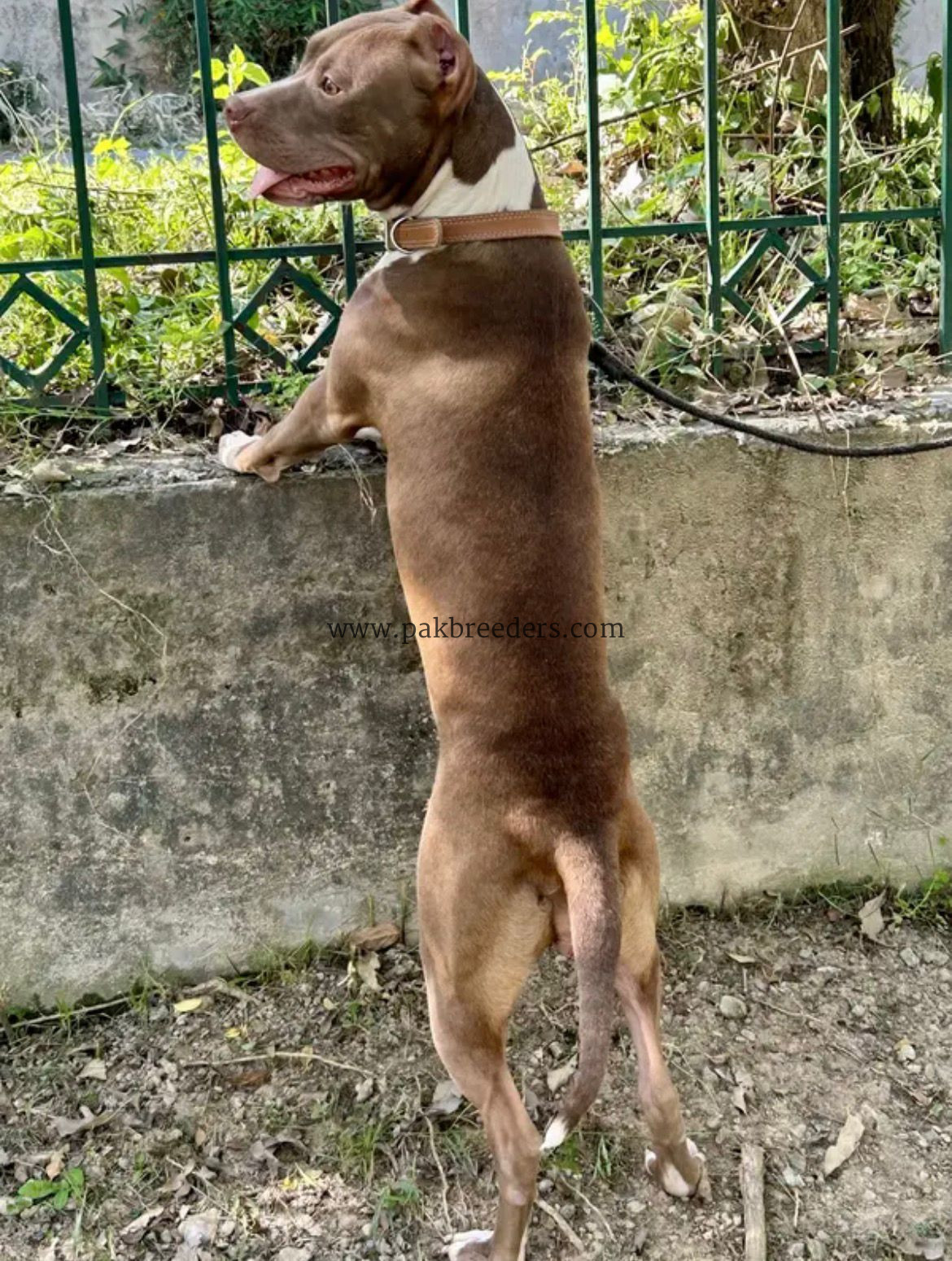 American pitbull