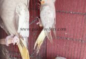 Cocktail parrot For sell