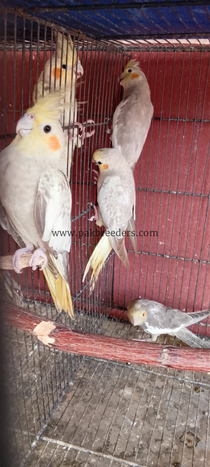 Cocktail parrot For sell
