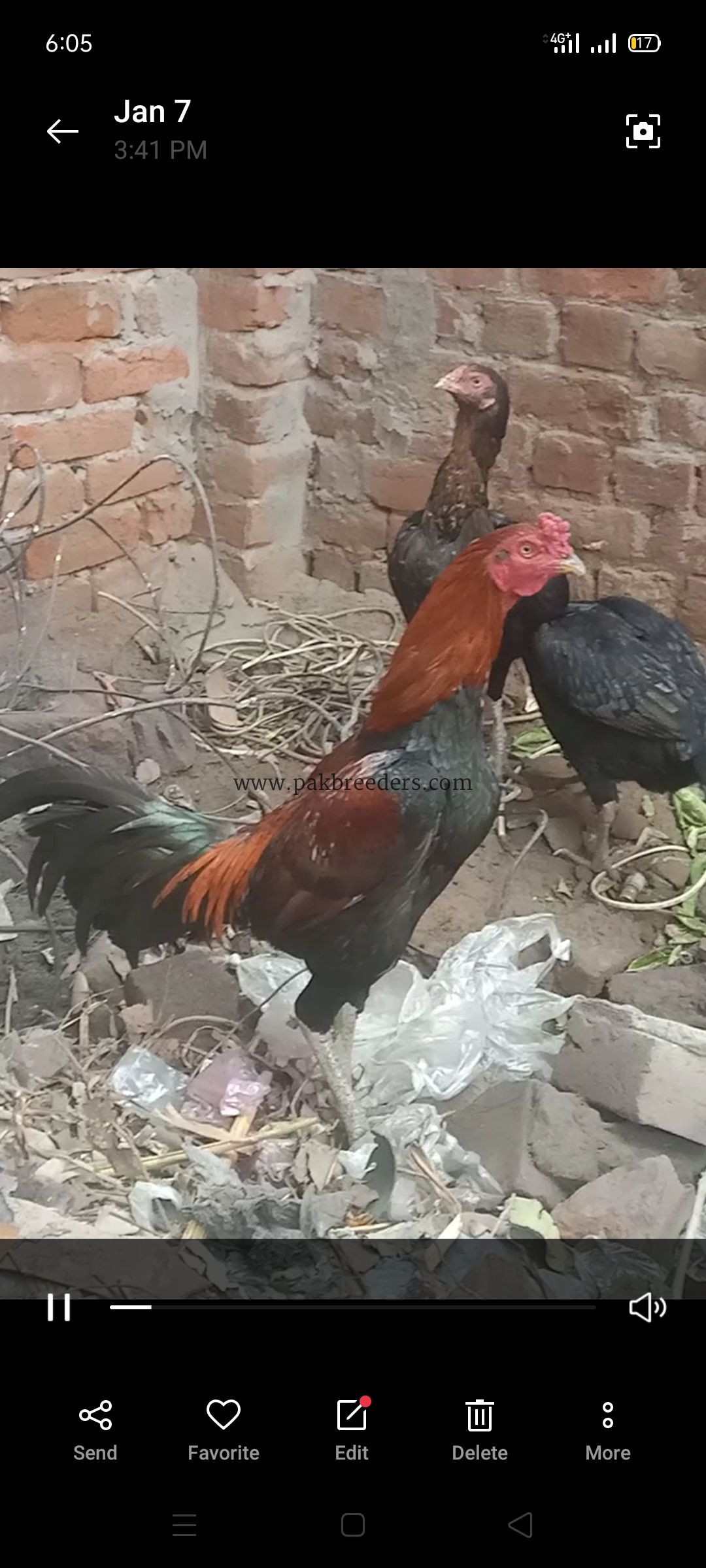 Pure aseel bermi cross three birds, withr ten big chicks