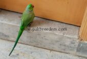 Green parrot ringneck