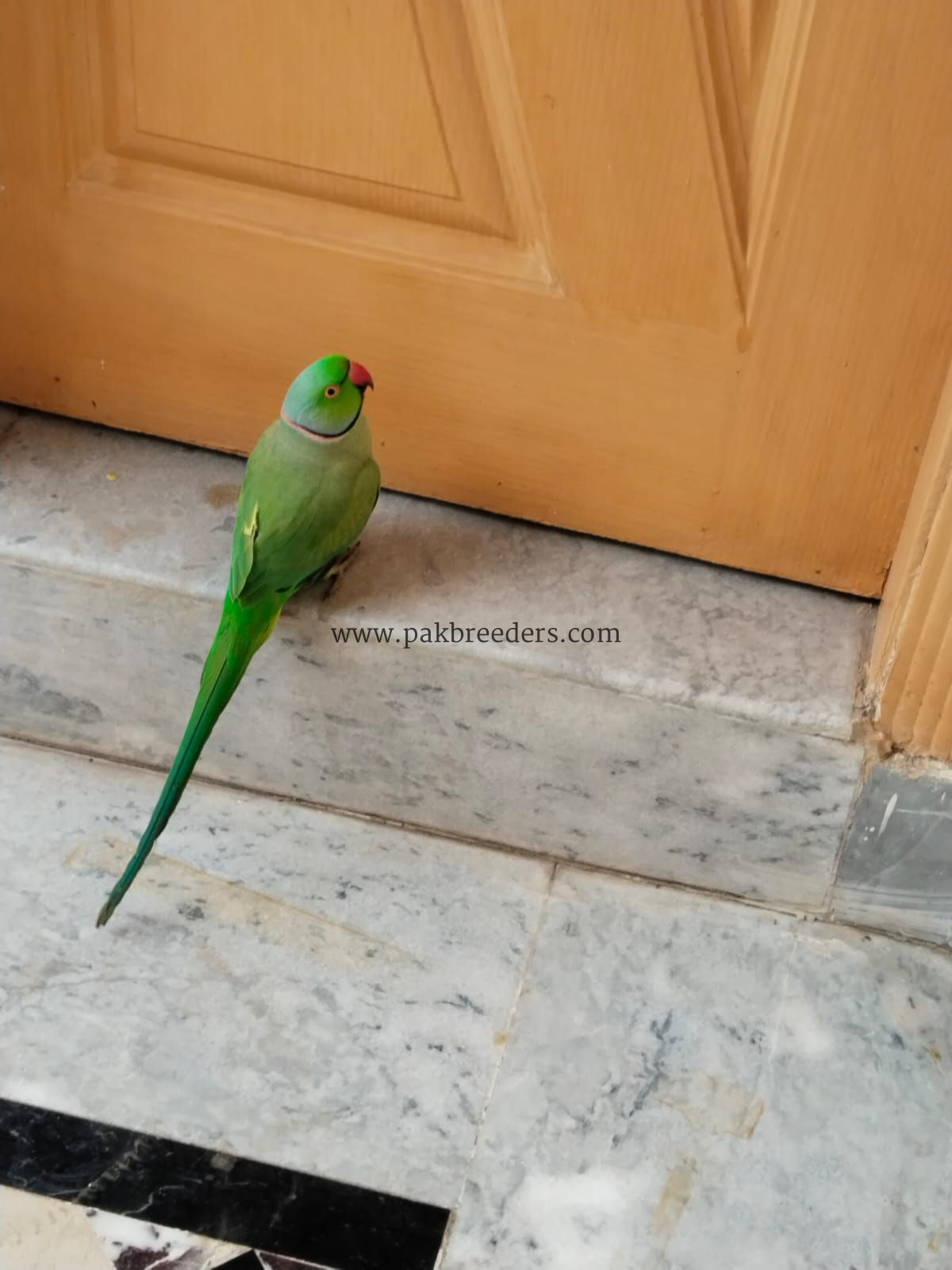 Green parrot ringneck