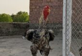aseel pure Pakistan home breed