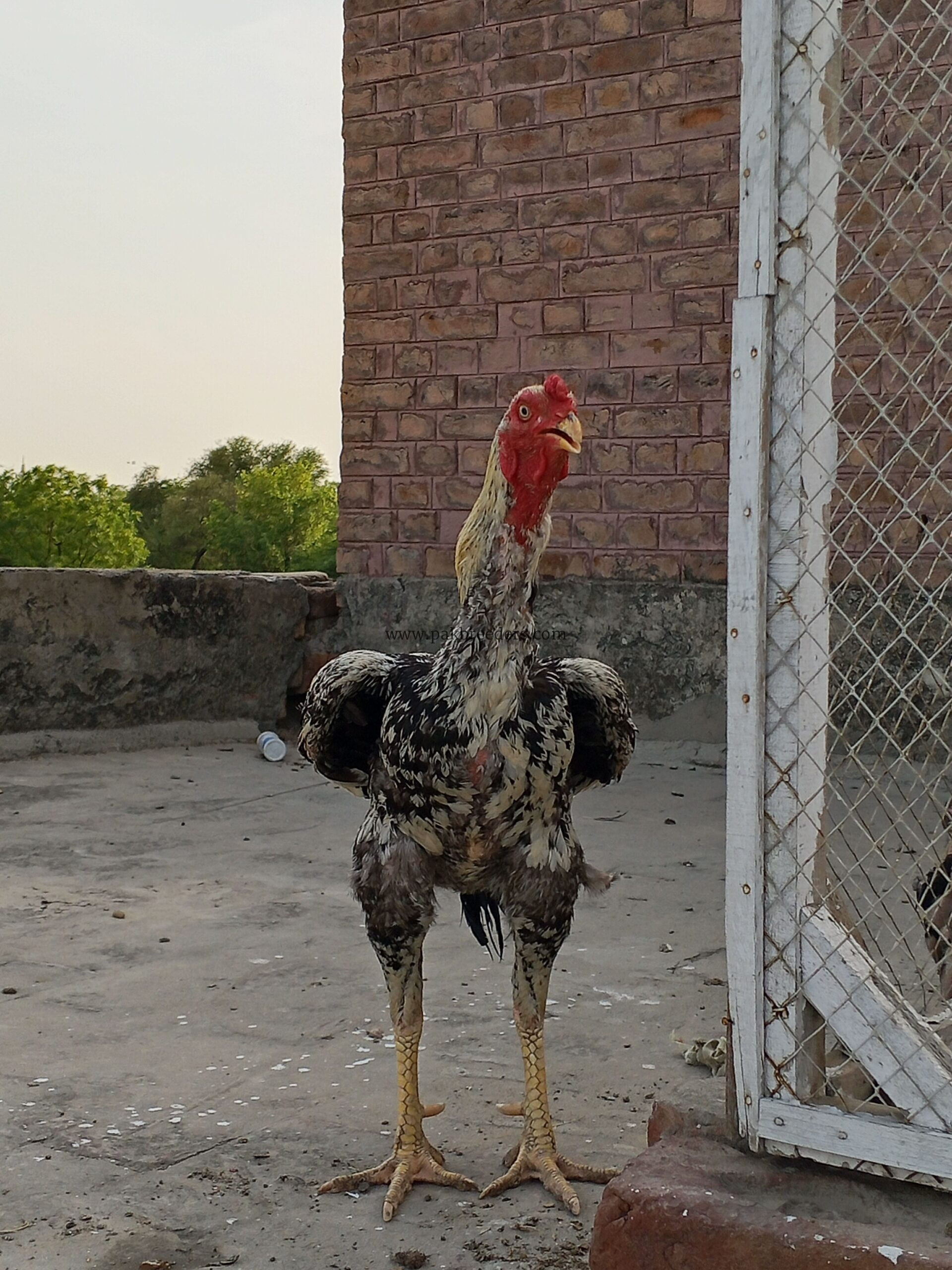 aseel pure Pakistan home breed