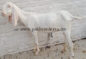 White rajanpuri bakri
