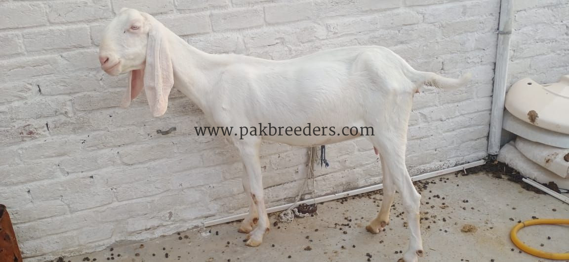 White rajanpuri bakri
