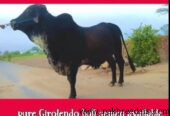 Pure Girolendo Bull