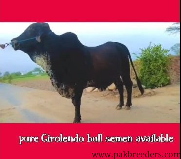 Pure Girolendo Bull