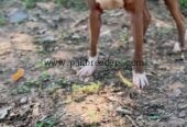 American pitbull