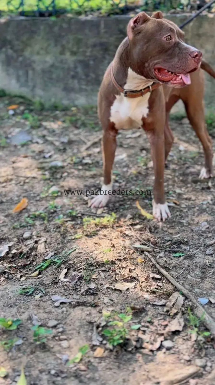 American pitbull
