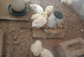 Peacock chicks for sale