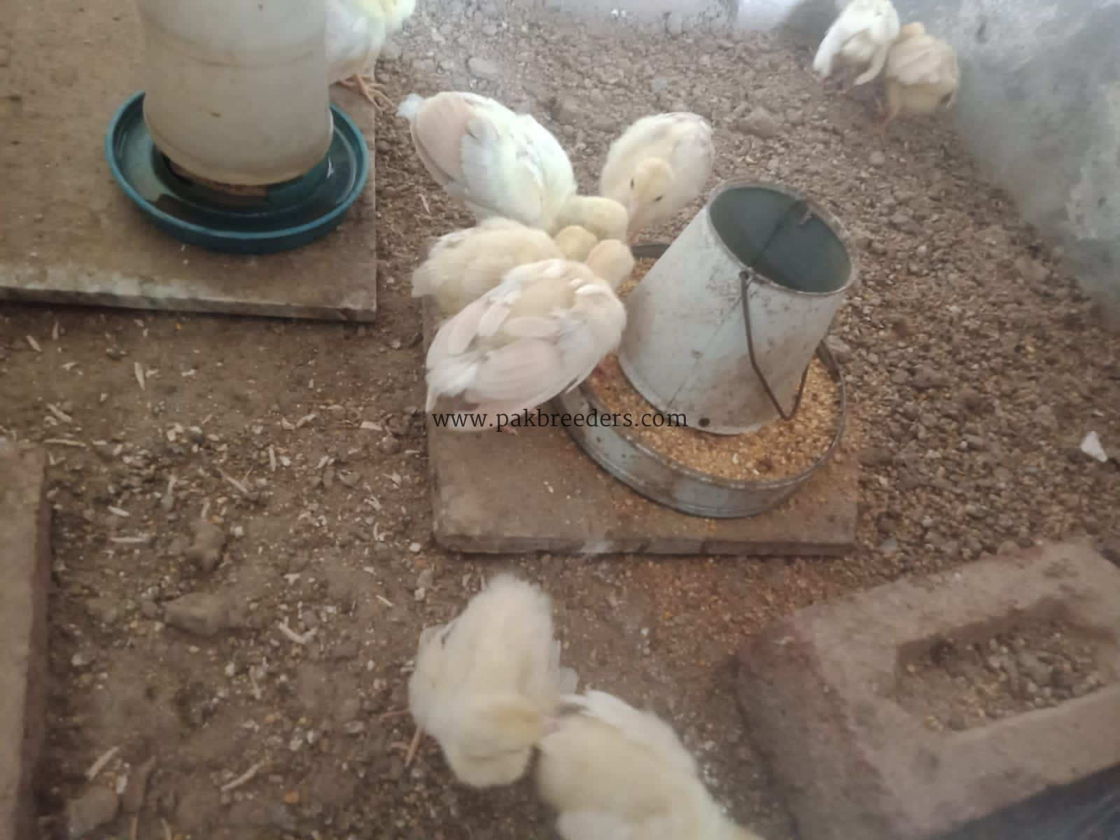 Peacock chicks for sale