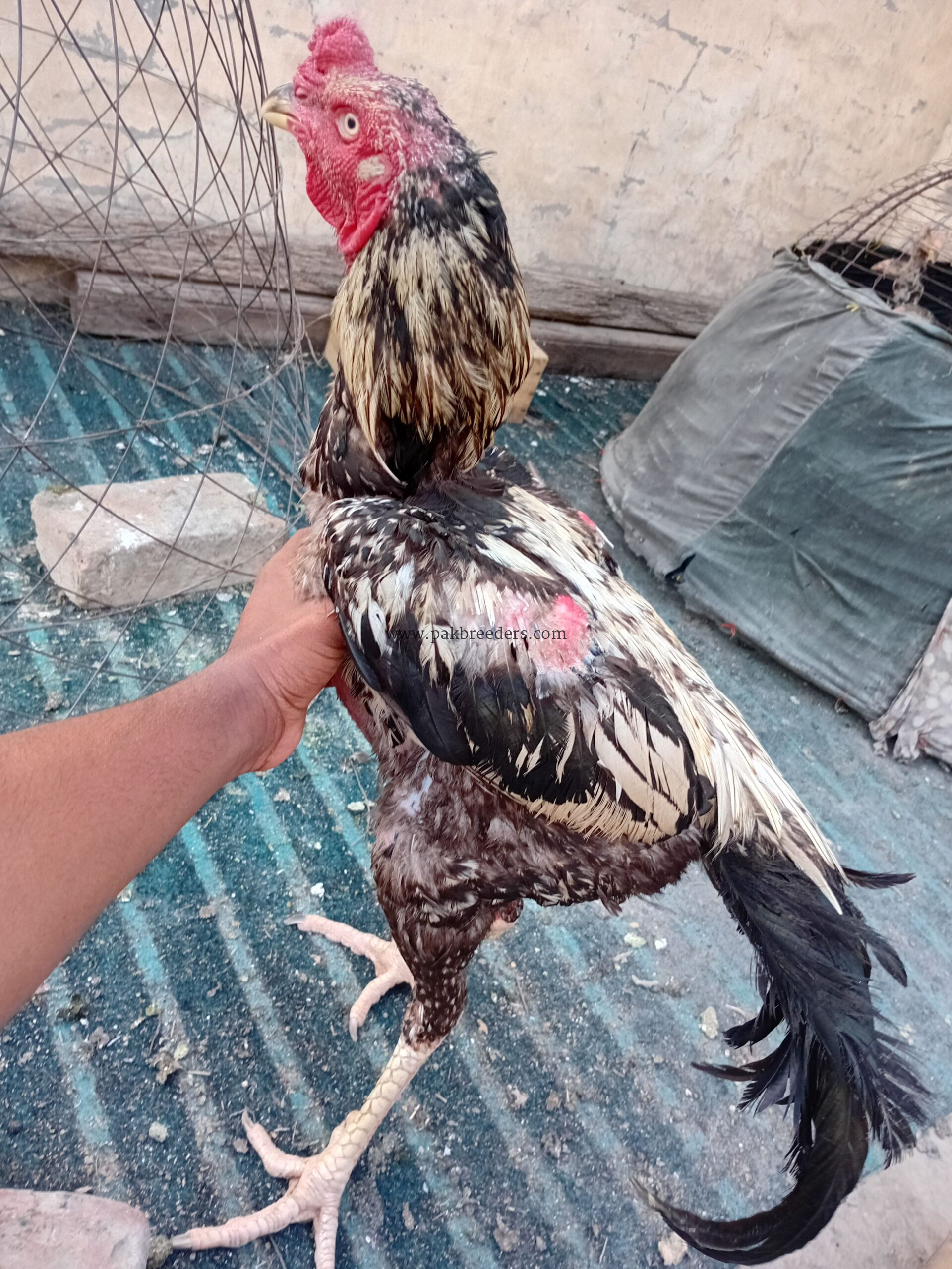 Miawali Aseel Adult