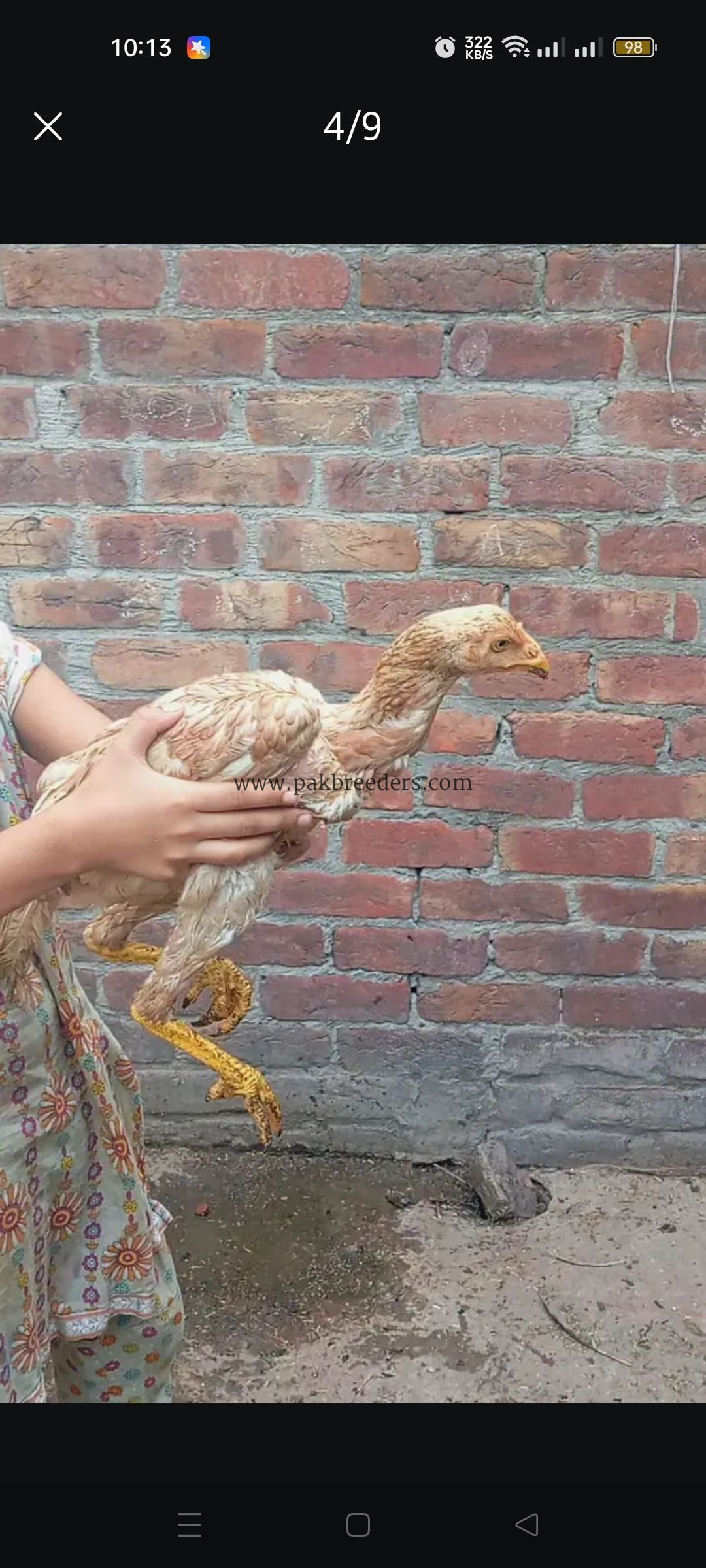 Mainwali aseel bread home bread