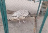 Peacock Female Available for sale