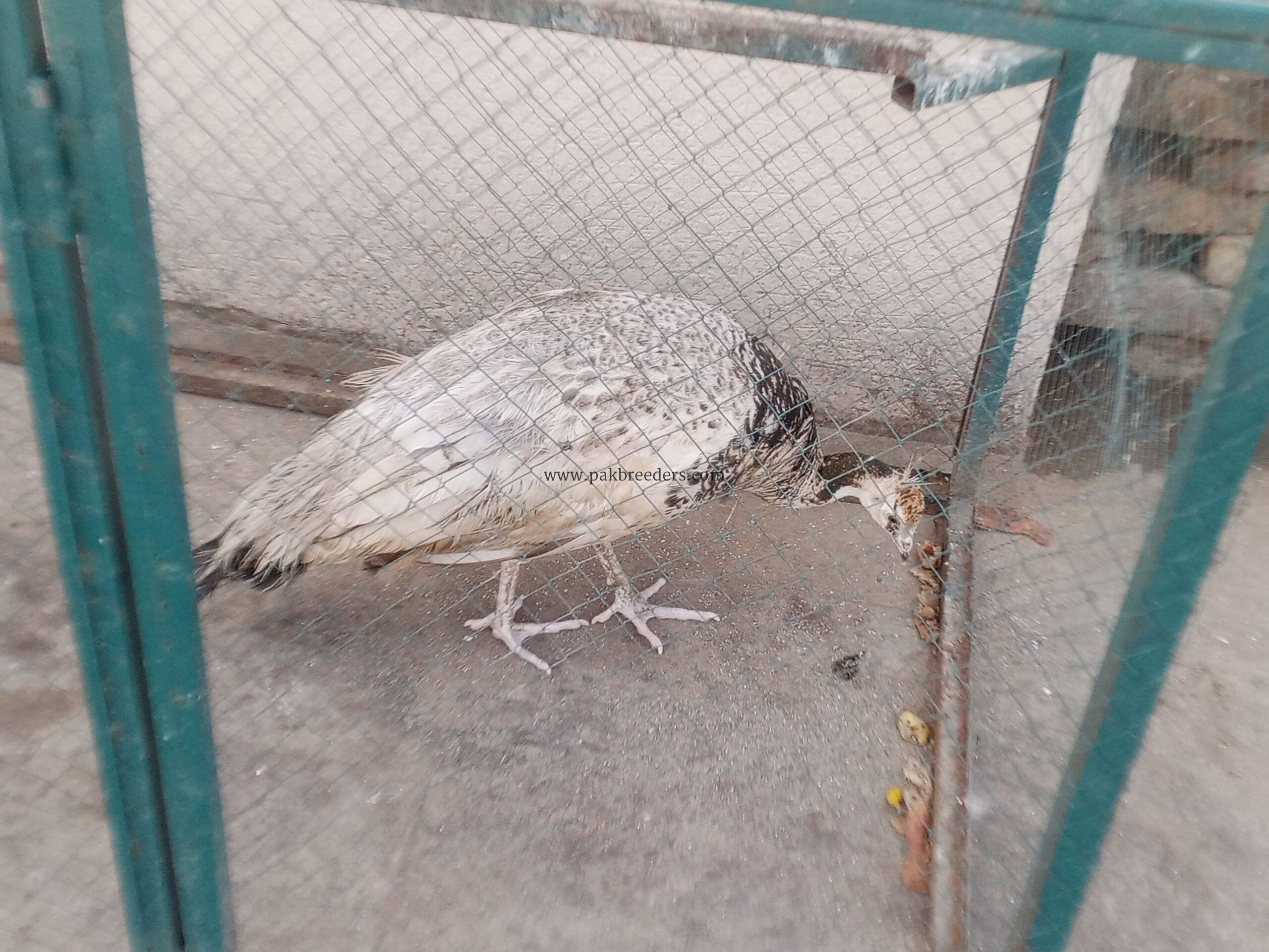 Peacock Female Available for sale