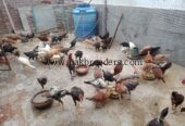 Aseel breed roster .