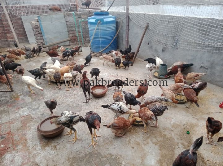 Aseel breed roster .