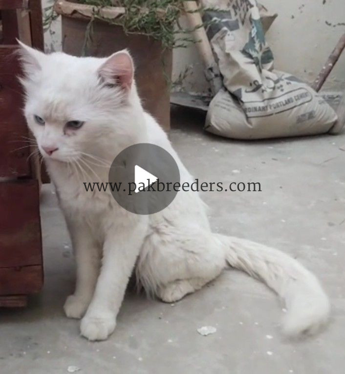 Double coated perssian cat