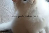 British short hair original breed