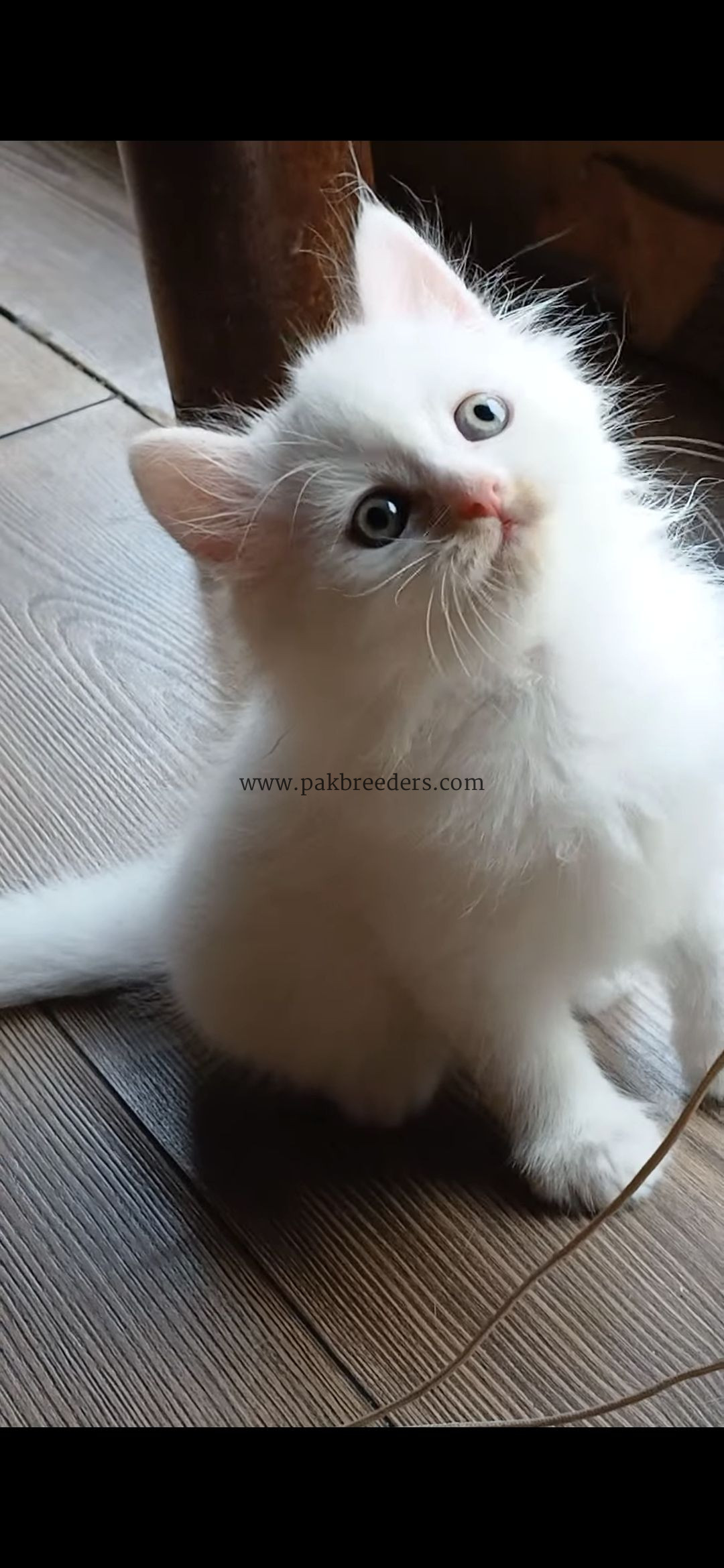 British short hair original breed