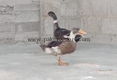 Mascovy white duck Desi pair