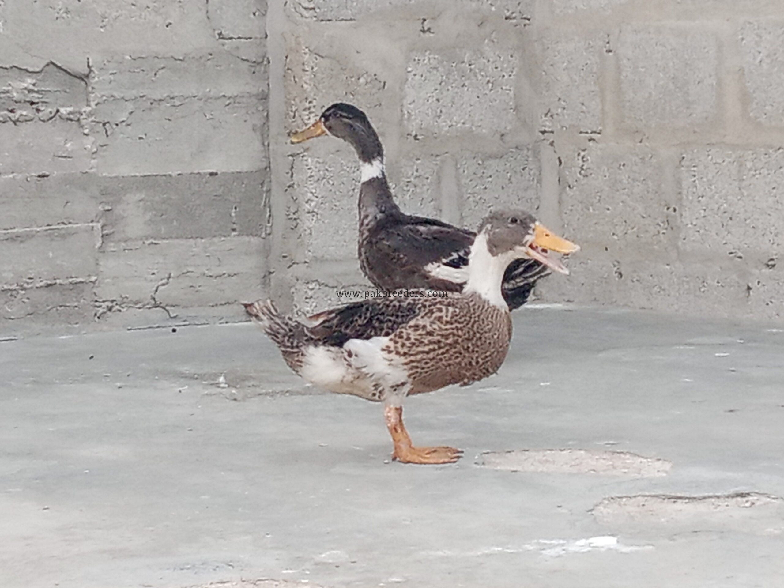 Mascovy white duck Desi pair
