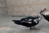 Mascovy white duck Desi pair