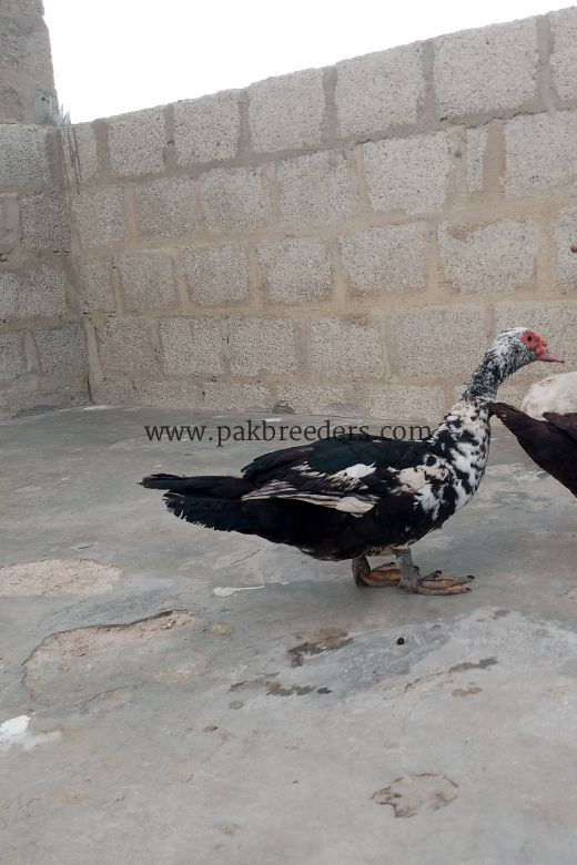 Mascovy white duck Desi pair