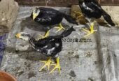 Black shamoo chicks 4 piece