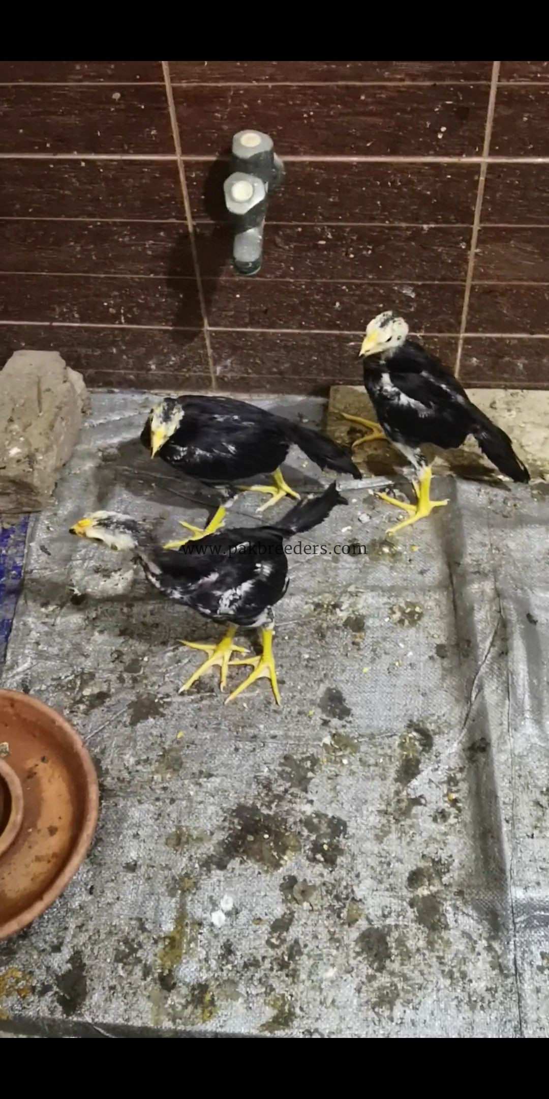 Black shamoo chicks 4 piece