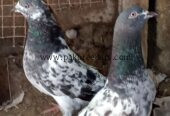 Ferozpuri pigeons pair for sale