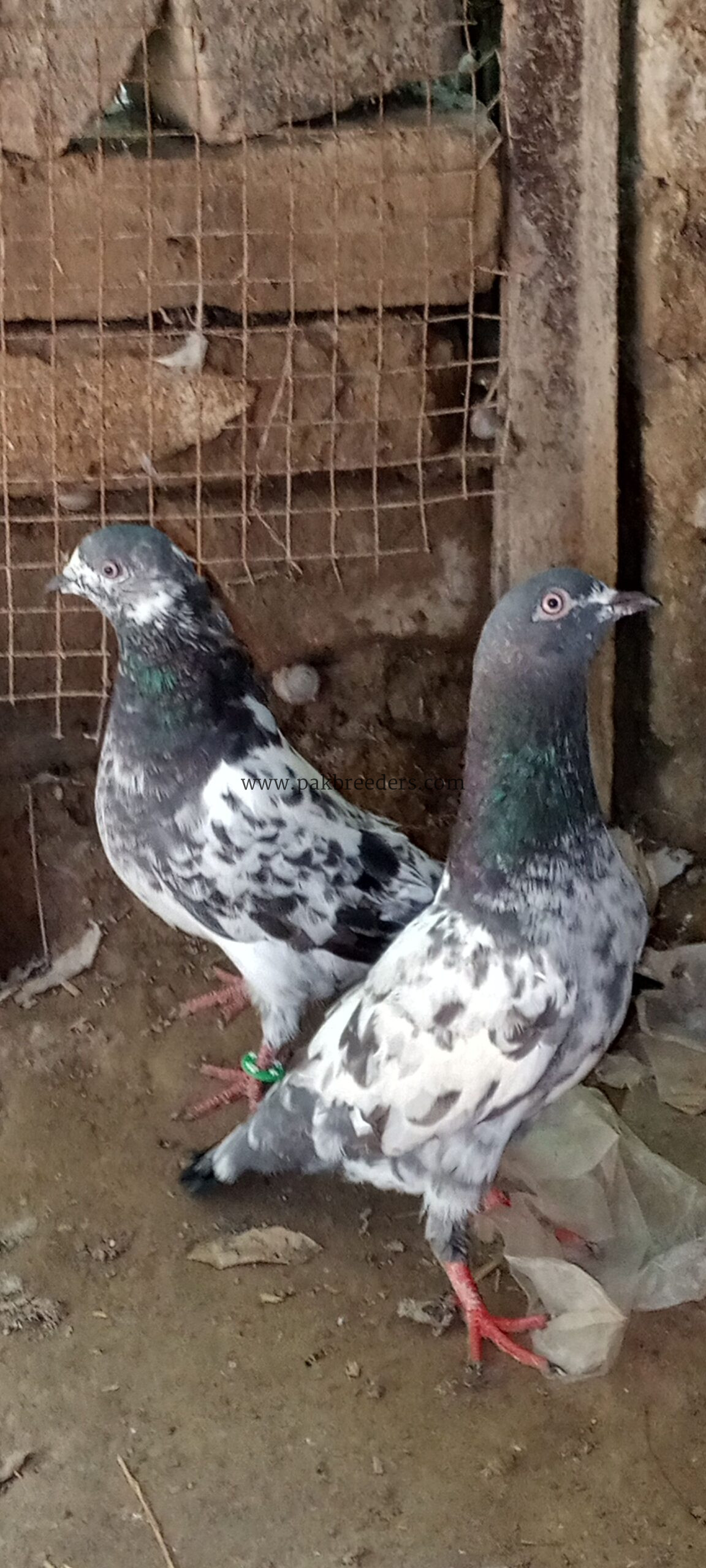 Ferozpuri pigeons pair for sale