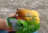 Love Bird 100% Hand Tame